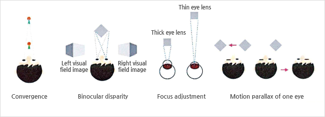 Main factors of three dimensional vision